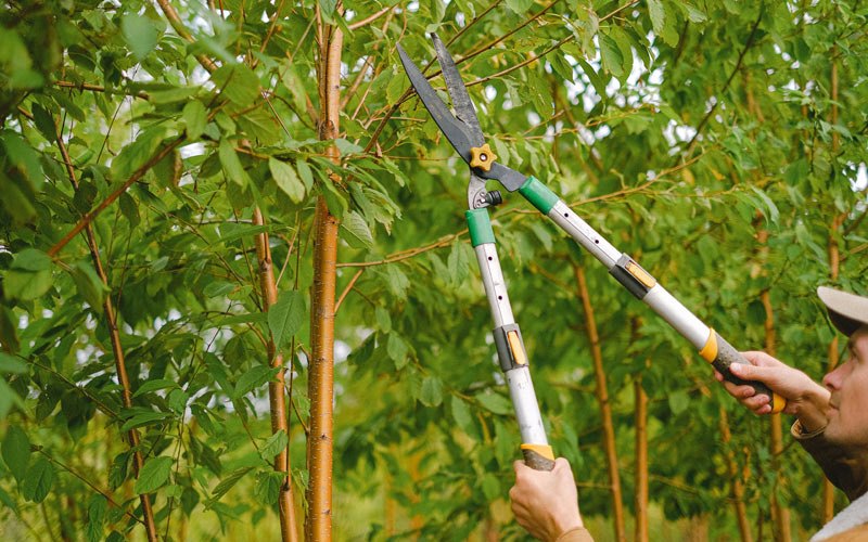 Tree trimming in Gowrie, IA